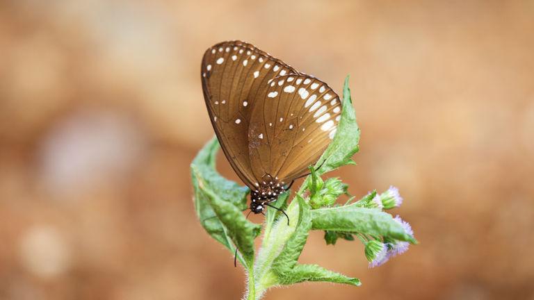 Common Crow Butterfly | Aralam