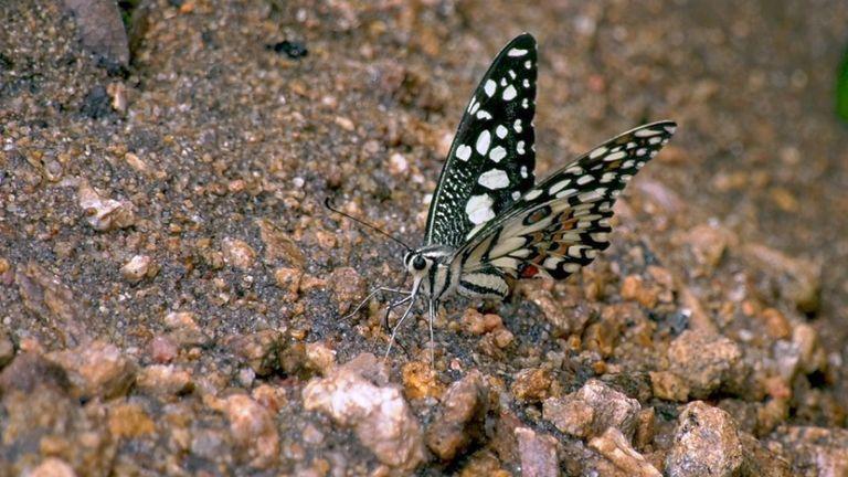 Common lime butterfly at Chinnar| Chinnar