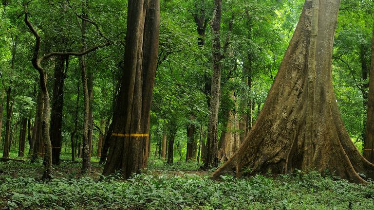 Conolly's Plot - teak plantation