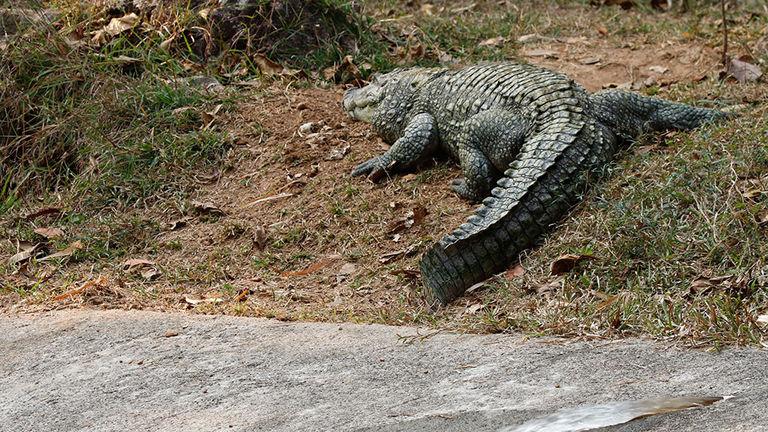 Crocodile Rearing Centre, Neyyar | Neyyar