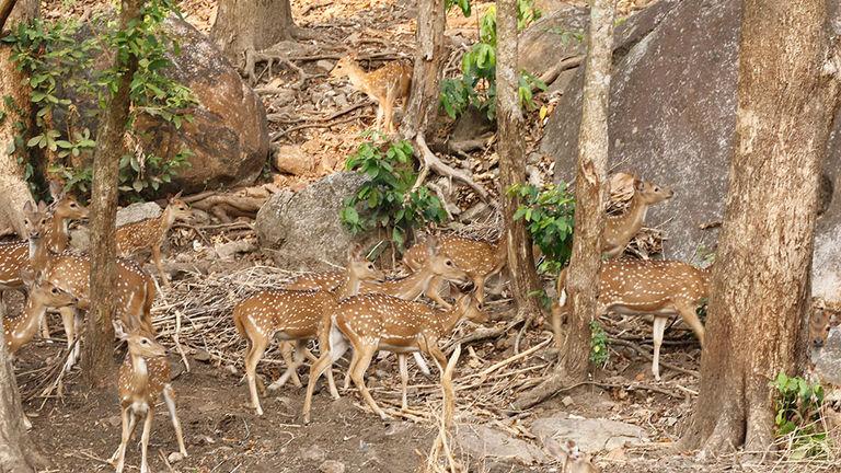 Deer Park at Neyyar | Neyyar