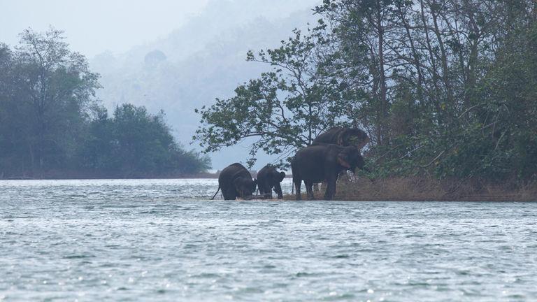 Elephant's day out | Thenmala - Shendurney