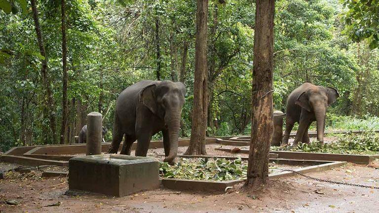 Elephants at Abhayaranyam |