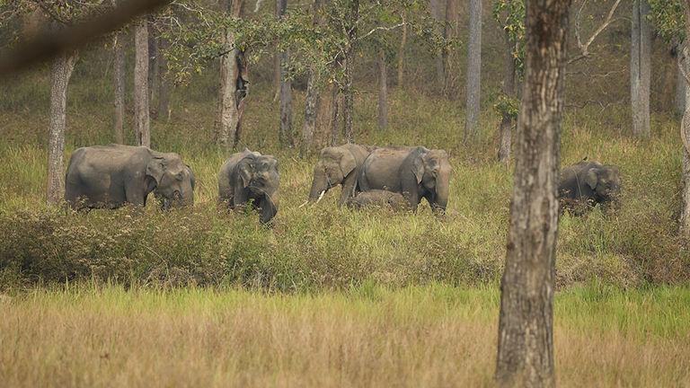 Elephants herd at Muthanga | Wayanad Wildlife Sanctuary