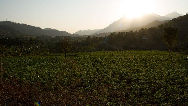 Farming at Bommiyampadi Village | Silent Valley National Park