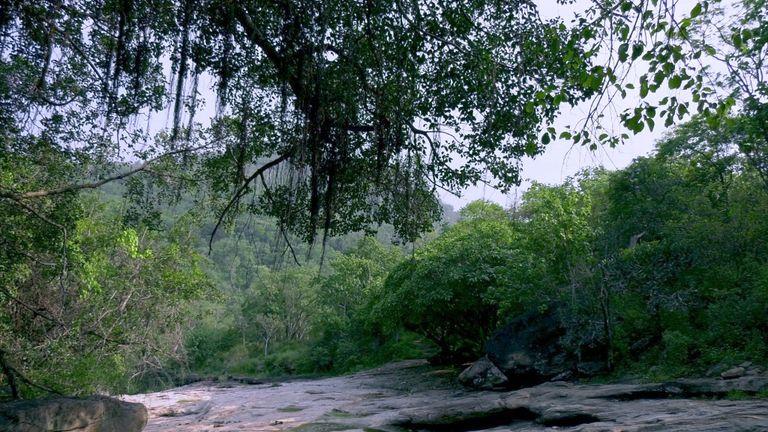 Jungles of Chinnar | Chinnar