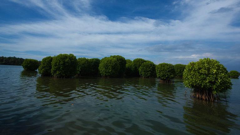 Kavvayi Backwater