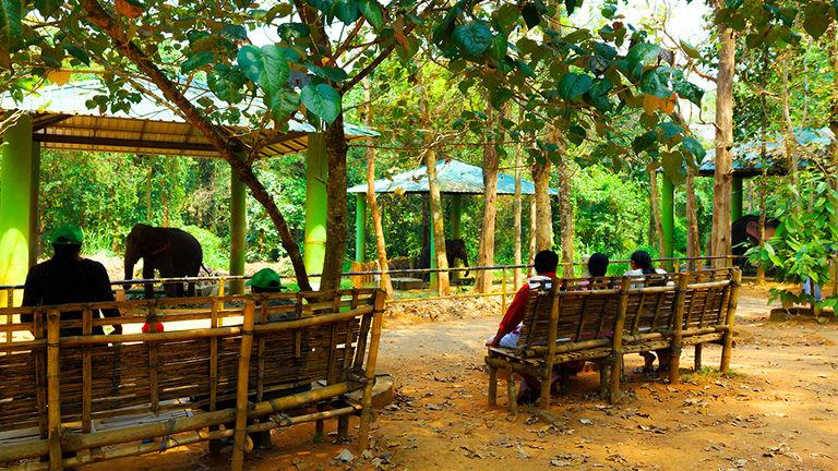 Kodanad Elephant Training Centre