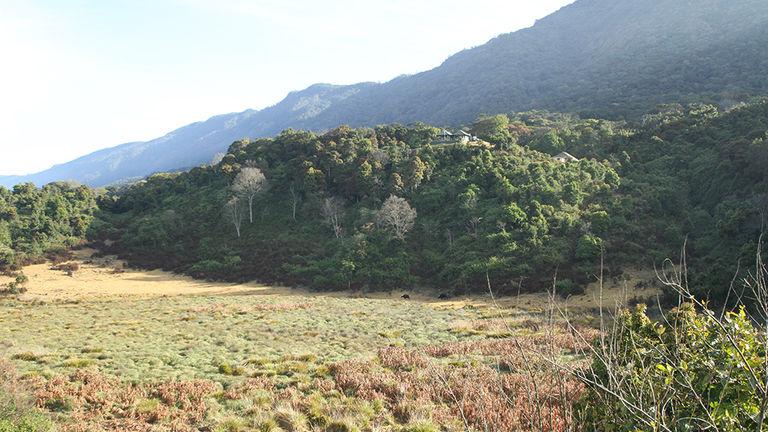 Meadows inside the park | Pampadum Shola National Park