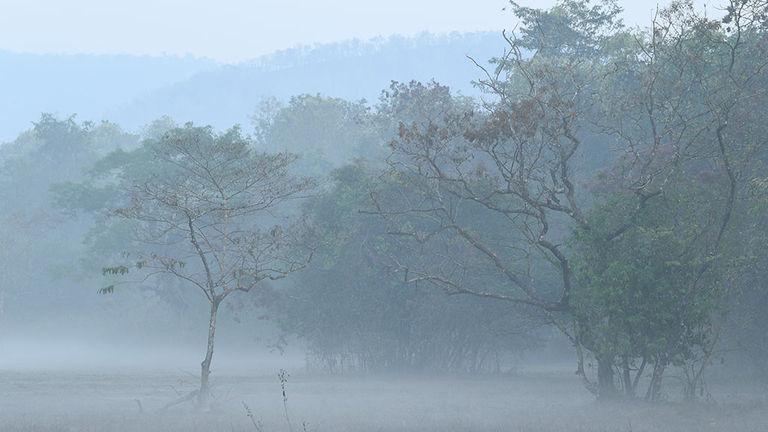 Misty Bhoothathankettu Forest | Bhoothathankettu