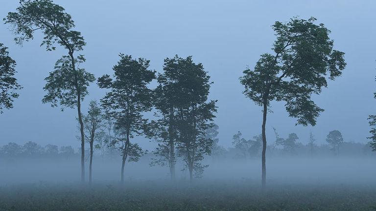 Misty Nedumakayam Rainforest | Nedumkayam