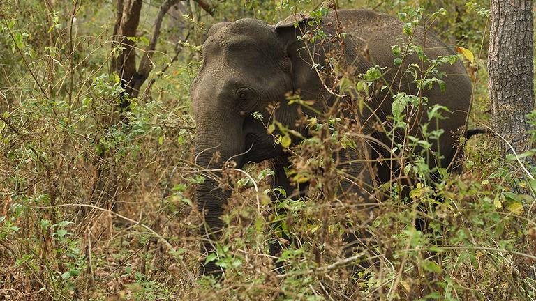 Muthanga and the Pachyderms | Wayanad Wildlife Sanctuary