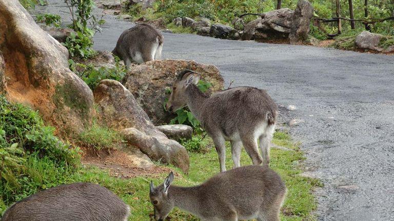 NIlgiri Tahr | Eravikulam National Park