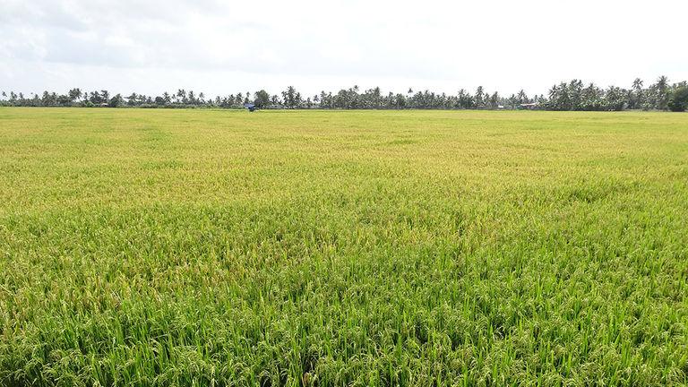 Paddy Fields of Alappuzha