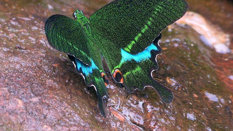 Paris Peacock Butterfly | Thattekkad