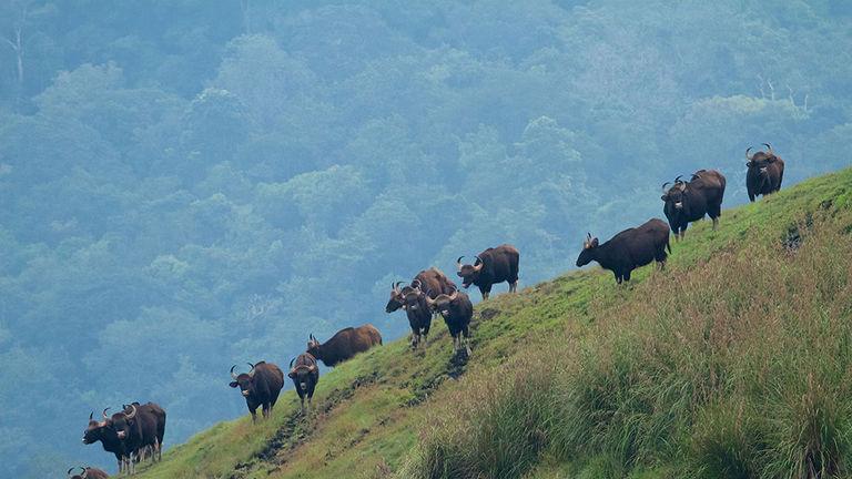 Periyar Wildlife Sanctuary, Thekkady