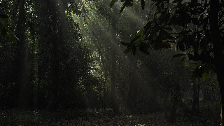 Rays of light through dense forest | Aralam