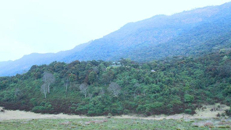 Rich swathe of greenery | Pampadum Shola National Park