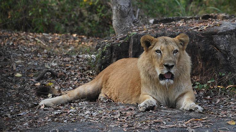 Safari at the Lion Park | Neyyar