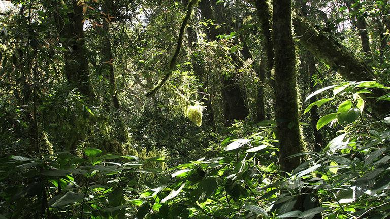 Shola forests | Pampadum Shola National Park