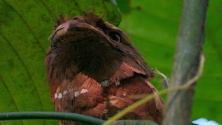 Sri Lanka Frogmouth | Thattekkad