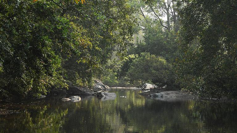 Streams inside Dhoni forest | Dhoni