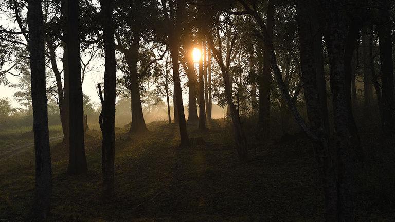 Sunrise through the woods | Wayanad Wildlife Sanctuary