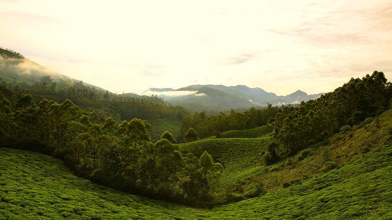 Tea Plantation, Idukki