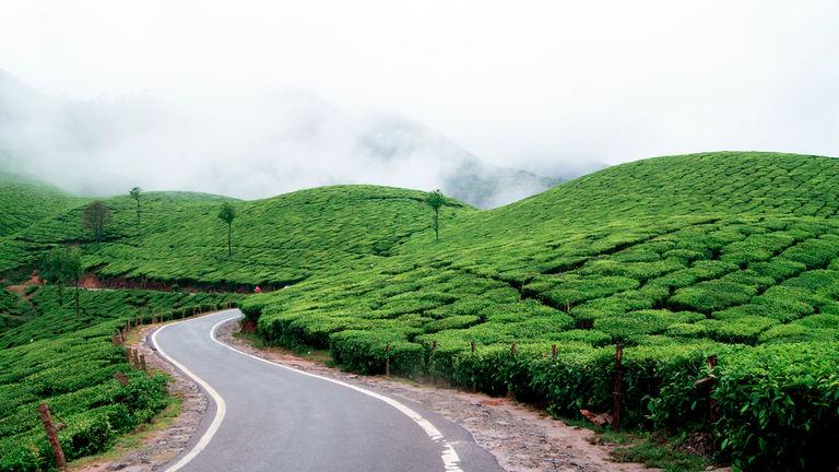 Tea plantations in Munnar