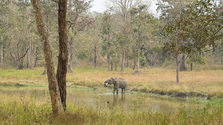 The biggest animal on land | Wayanad Wildlife Sanctuary