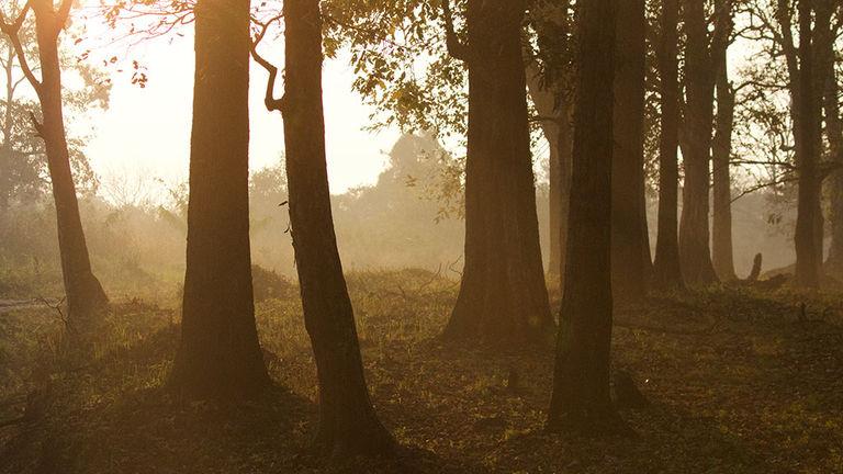 The dark misty woods | Wayanad Wildlife Sanctuary