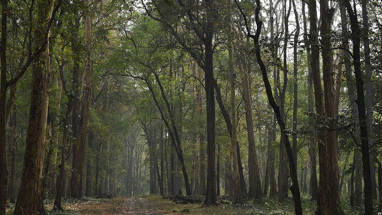 Trekking Trail through Teak Forest | Nedumkayam