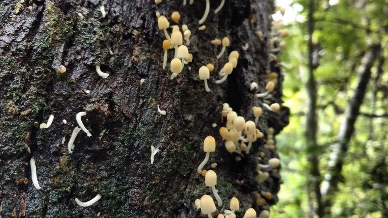 Wild Mushrooms - a monsoon picture of Thommankuthu | Thommankuthu