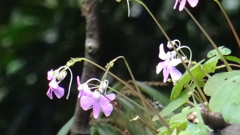 Wild flowers | Thusharagiri