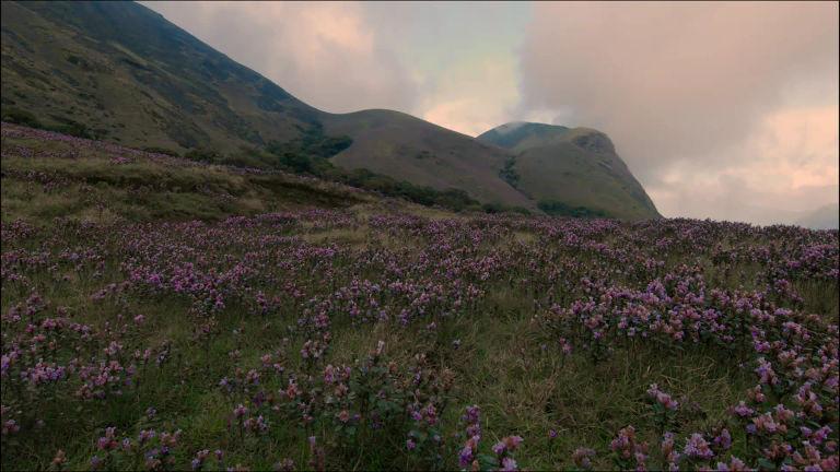 Rajamala Hills, Idukki