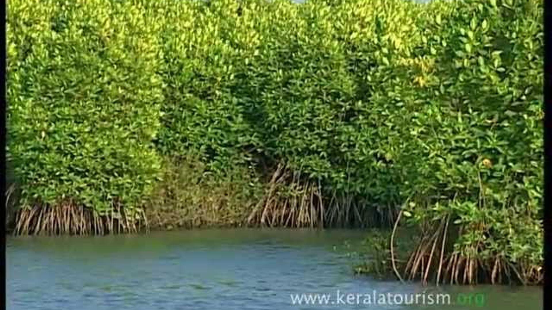 Kumarakom: Inspiring Village Experiences