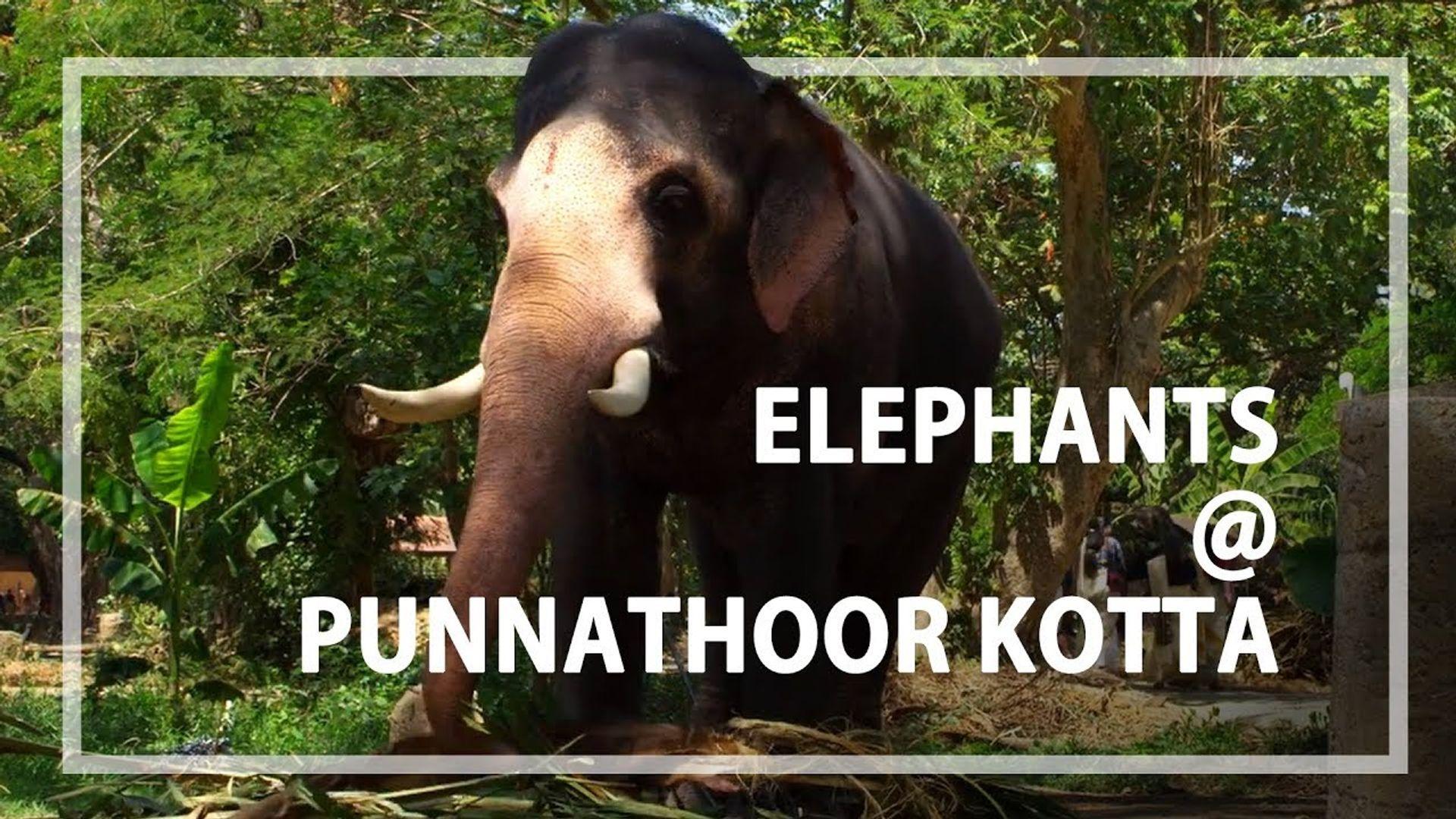 Elephants are camped here - the Punnathoor Kotta