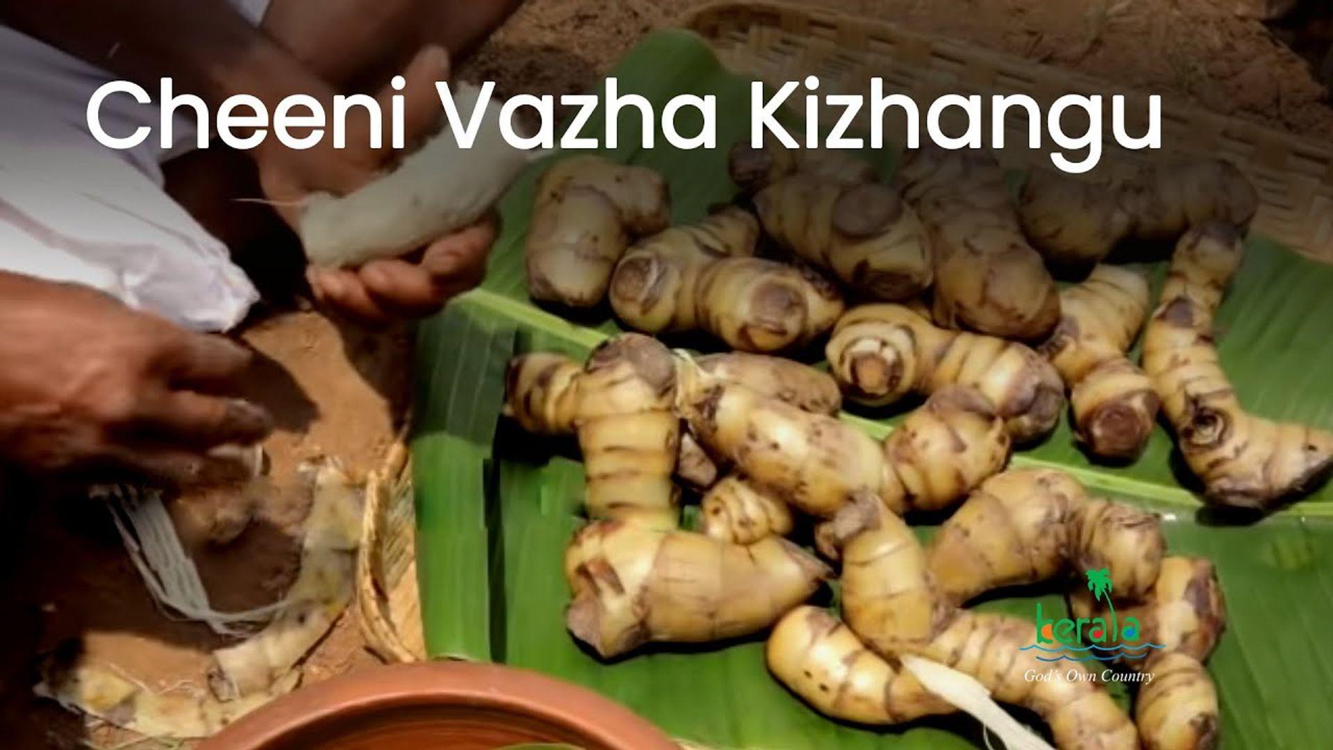 Cheeni Vazha Kizhangu