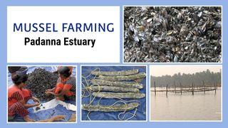 Mussel Farming in Padanna Estuary