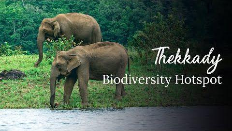 Thekkady 