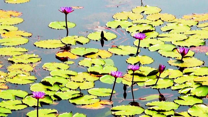 Boys town - a herbal garden near Mananthavady, Wayanad 