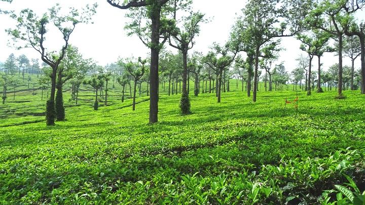 Chithirapuram - A Hill Town in Munnar, Idukki 