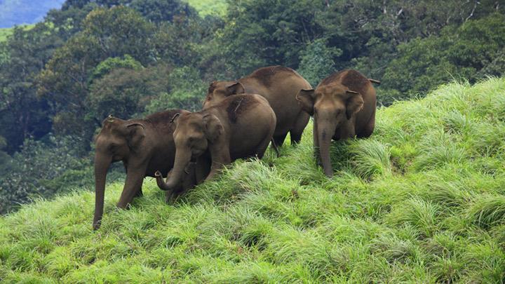 Idukki Wildlife Sanctuary in Kerala 