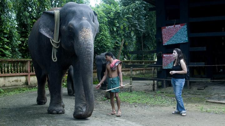 Kodanad - one of the largest elephant training centres in Kerala 