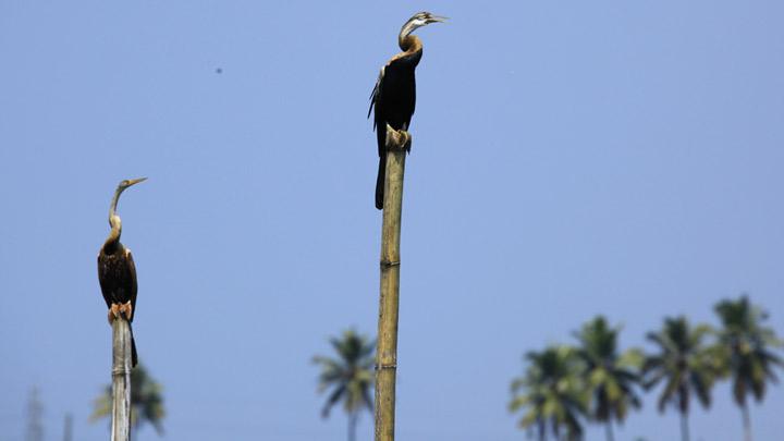 Kumarakom Bird Sanctuary in Kottayam 