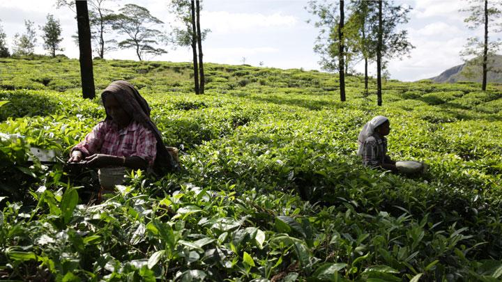 Kuttikanam - an adventure tourism spot in Peermedu, Idukki 