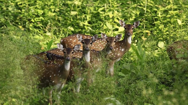 Muthanga Wildlife Sanctuary - a place to spot Elephants at Sulthan Bathery, Wayanad 