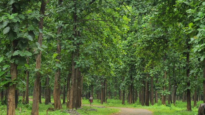 Nilambur Teak Plantations, Malappuram 