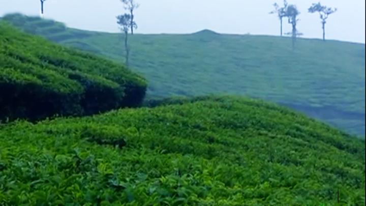 Peeru Hills near Kuttikanam, Idukki 