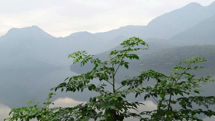 Pothamedu - Offers Plantation view of Munnar, Idukki 